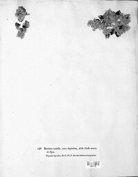 Physcia tenella image